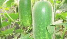 718吃瓜网永久地址,探寻永久地址背后的秘密