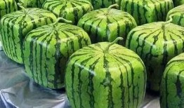 永久吃瓜网,网络舆论场的“瓜田”盛景