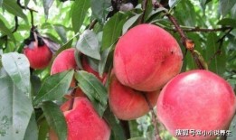 吃瓜和吃桃网红词,网红词汇背后的趣味解读