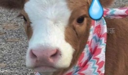 抖音吃瓜网盘,揭秘热门事件背后的真相与趣味