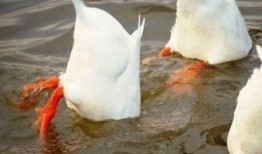 娱乐吃瓜酱鸭鸭