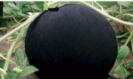 mogu吃瓜网红黑料